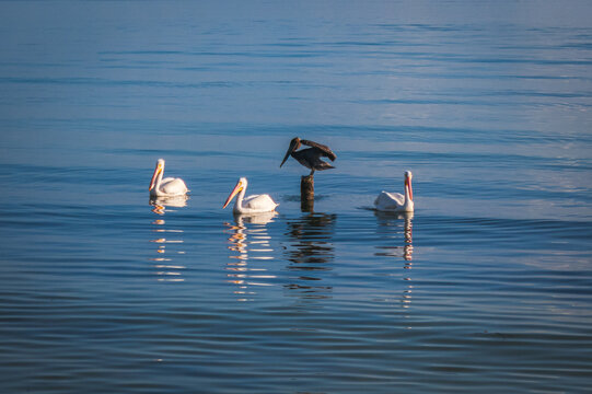 Some views of the famous Laguna de Terminos