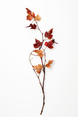 Subtle Elegance: Single Vina Branch on Soft Off-White Background