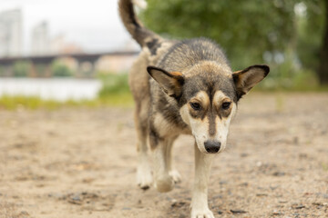 sad Brown mongrel dog in the park
