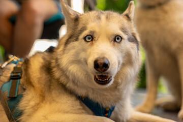 Fototapeta premium Siberian Husky portrait close up, Siberian Husky face. Husky dog muzzle portrait outdoor