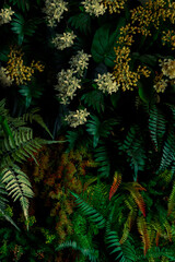 Naklejka na ściany i meble Close up green decorative leaf, abstract background, nature pattern, tropical leaf, dark leaf