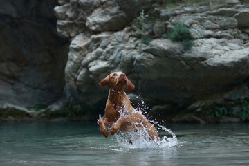 dog plays with water, jumps. Active Hungarian Vizsla in nature against the backdrop of rocks
