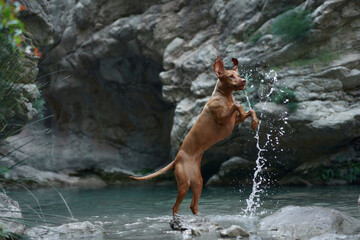 Fototapeta na wymiar dog plays with water, jumps. Active Hungarian Vizsla in nature against the backdrop of rocks
