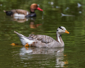Oie à tête barrée à Villars-les-Dombes, Ain, France