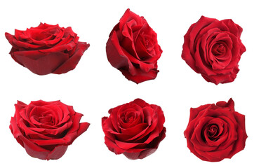 Set with red rose buds isolated on white