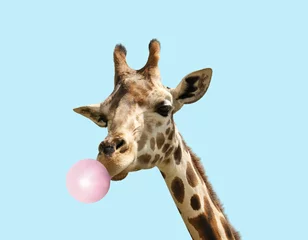 Rolgordijnen Beautiful African giraffe blowing bubble gum on light blue background © New Africa