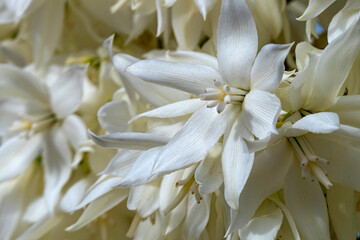 Delicate white flowers of Yucca Rostrata or Beaked Yucca plant close up