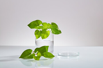 A beaker and a glass petri dish containing liquid displayed with fish mint leaves. Fish mint (Houttuynia cordata) is a culinary and medicinal herb