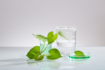 Green liquid is contained inside a glass petri dish and a beaker in laboratory room. Fish mint (Houttuynia cordata) has a variety of medicinal effects