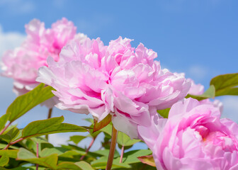 Pink peony flower on blurred background with blue sky