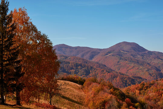 Autumn color trees and countryside landscape.