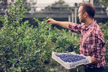 Farmer with fresh blueberries on a farm.
