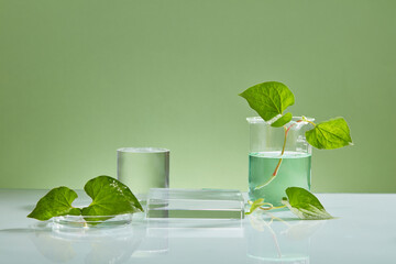 Geometric shaped transparent podiums decorated with fish mint leaves and some glassware. Stage showcase on minimal podium display with Fish mint (Houttuynia cordata) extract