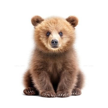 Cute little baby bear realistic photo character generative AI illustration isolated on white background. Lovely baby animals concept