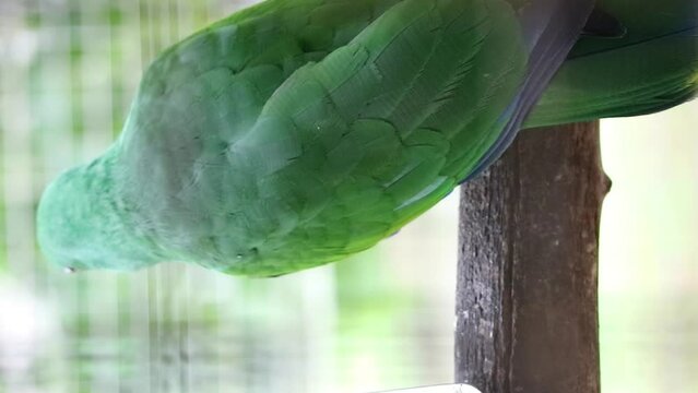 Bayan Birds, which has the scientific name Eclectus roratus or also known as the Moluccan eclectus