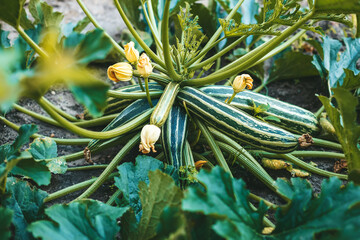 Long striped zucchini or vegetable marrow growing in the garden