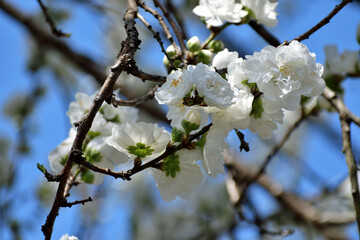 花桃 純白の花アップ