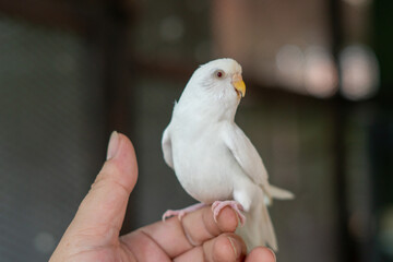 White Budgerigar, budgies in the cage