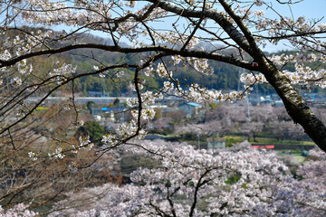 【神奈川県】春の津久井湖城山公園 湖畔