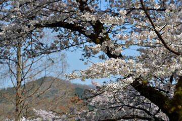 ソメイヨシノ 白い花