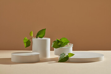 A set of podiums in white color against beige background with few fish mint leaves. Fish mint...