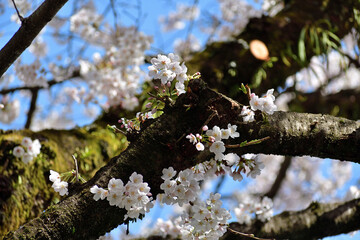 ソメイヨシノ 白い花