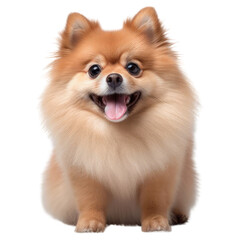 Pomeranian breed dog isolated on transparent background. Cute adorable Pom dog sitting and smiling.