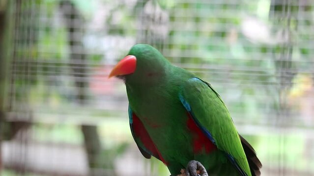 Bayan Birds, which has the scientific name Eclectus roratus or also known as the Moluccan eclectus
