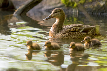 Mallard female duck whit ducklings swims on a lake