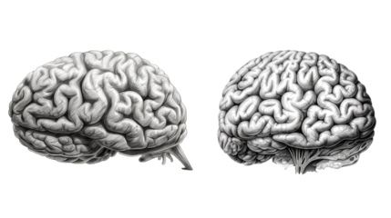 Sketch of Human brain isolated on transparent background. generative AI