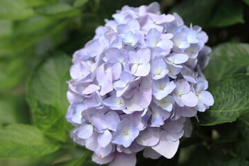 紫の紫陽花