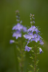 Little blue wild flowers