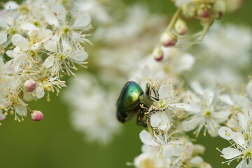 Green bug feeding on flowers