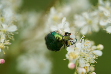 Green bug feeding on flowers