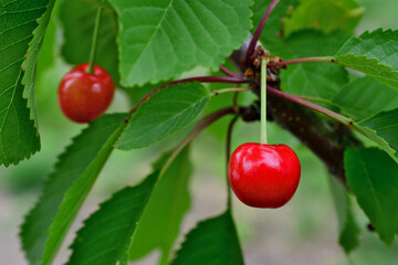 red cherry on the tree branch in the garden isolated, close up