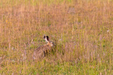 Hase, Feldhase auf einer Wiese bei Zingst an der Ostsee.