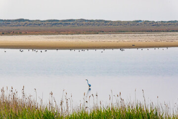 Boddenlandschaft am Pramort bei Zingst an der Ostsee.