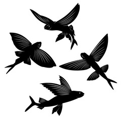 set of flying fish