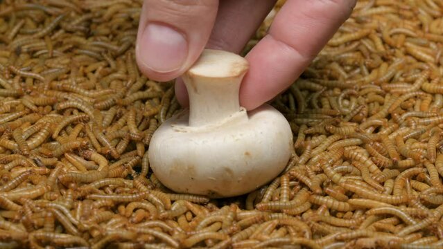 Many Mealworms eating fresh Champignon mushrooms, close-up.