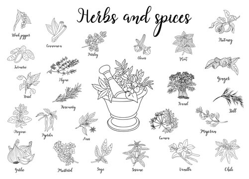 Herbs Spices With Mortar And Pestle Hand Drawn Vector Illustration Isolated On Transparent Background. Aromatic Plants Black Ink Sketch For Food Labels, Packaging Design.