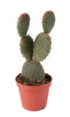 Beautiful green Opuntia cactus in pot on white background