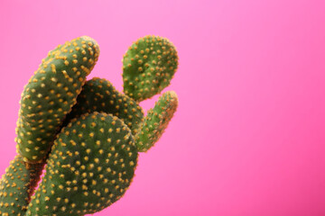 Beautiful green Opuntia cactus on pink background. Space for text