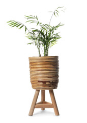 Beautiful chamaedorea plant in wooden pot on white background. House decor