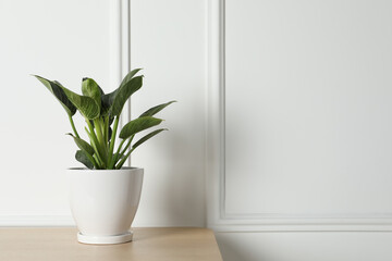 Beautiful philodendron plant in pot on wooden table indoors, space for text. House decor