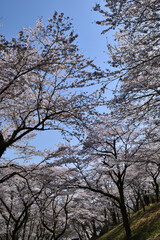 【神奈川県】春の津久井湖城山公園  桜並木