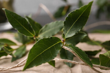 Branch of fresh green bay leaves and twine on parchment paper, closeup
