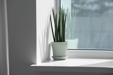 Beautiful potted sansevieria cylindrica plant on windowsill indoors