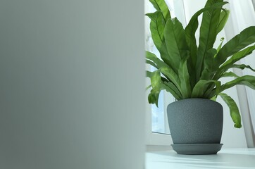 Beautiful asplenium plant in pot on windowsill indoors, low angle view. Space for text