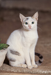white cat sitting and  looking at camera