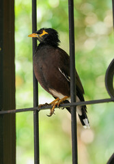 Common Myna bird sitting on a window fence 